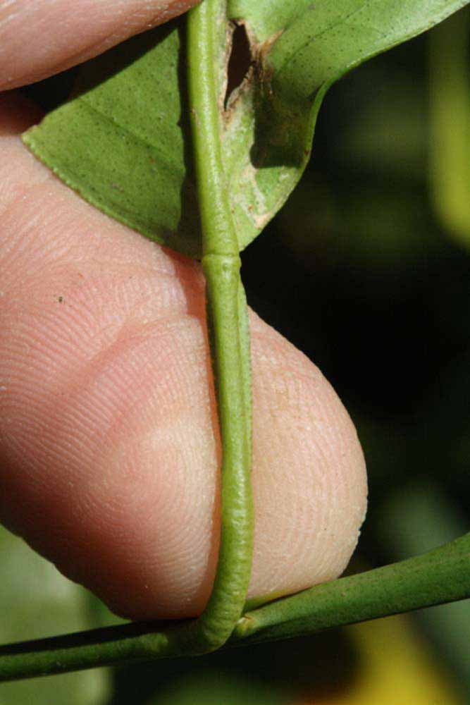              Petiole (Riverside, CA)       